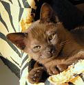 P1090813 perdita